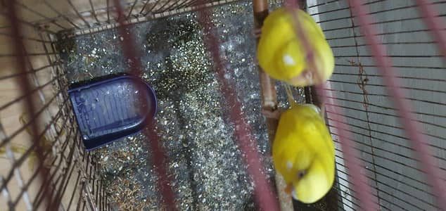 Australian red eye pair for sale