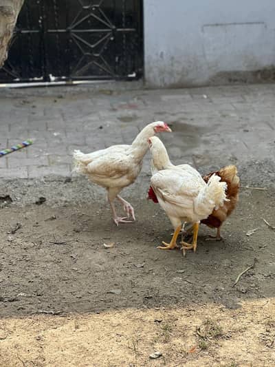 Female Shamo for sale Contact "03007424178"