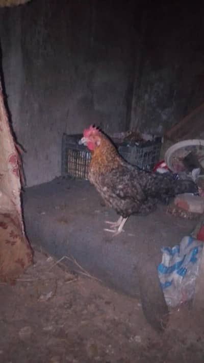 desi murgi misri exchange possible