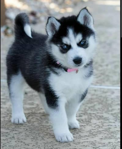 Siberian Husky