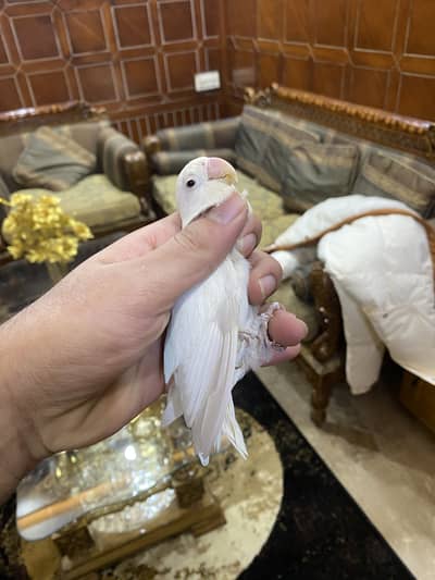 Love bird / Albino black eyes