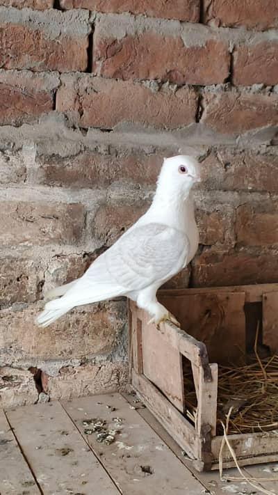 sentinet male 03114395785