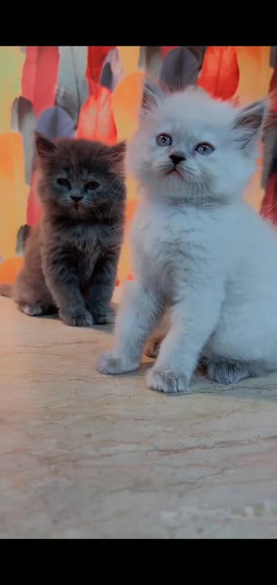 pure persian cats vaccinated triple coated WhatsApp 03317823482