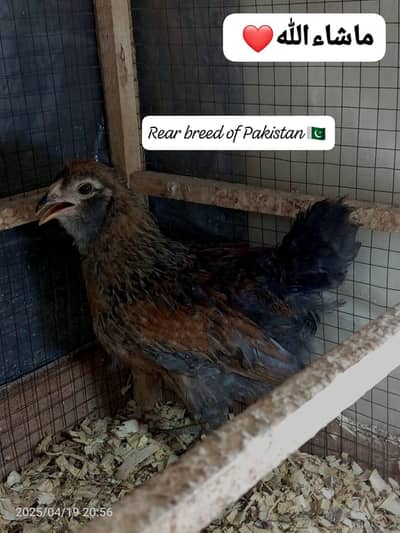Ameraucana blue & green eggs layer pure breed fertile eggs available