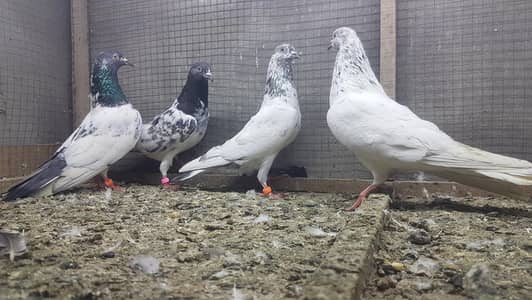 Vip joro waly kabotar for sale.