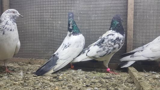 Vip joro waly kabotar for sale.