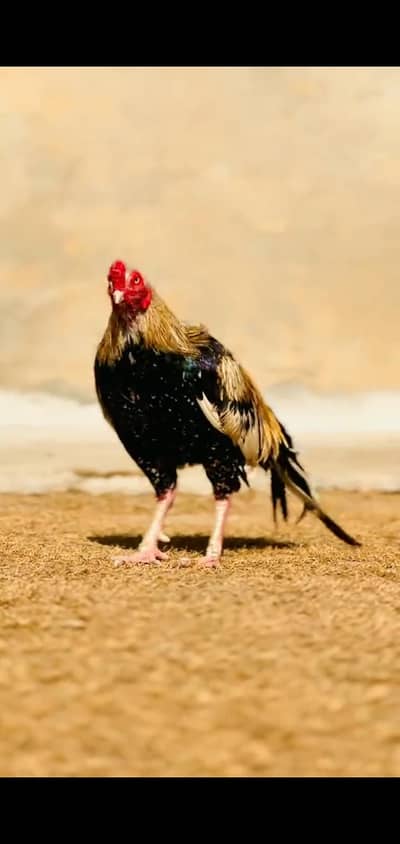 Aseel murga for sale my WhatsApp number 0348/7846/879