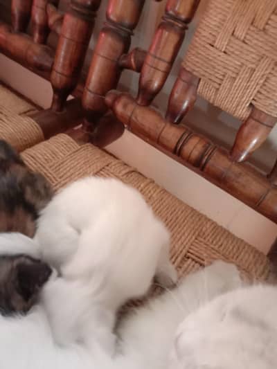 Semi Persian Kittens