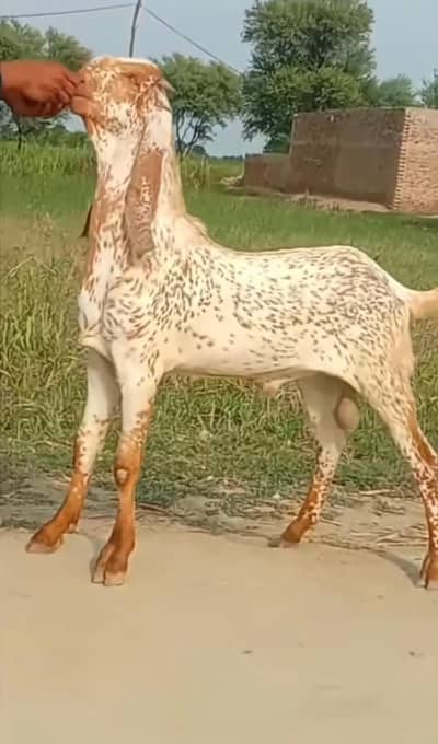 Makhi Cheena gurbani ke liye Bakra for sale. 03277885782