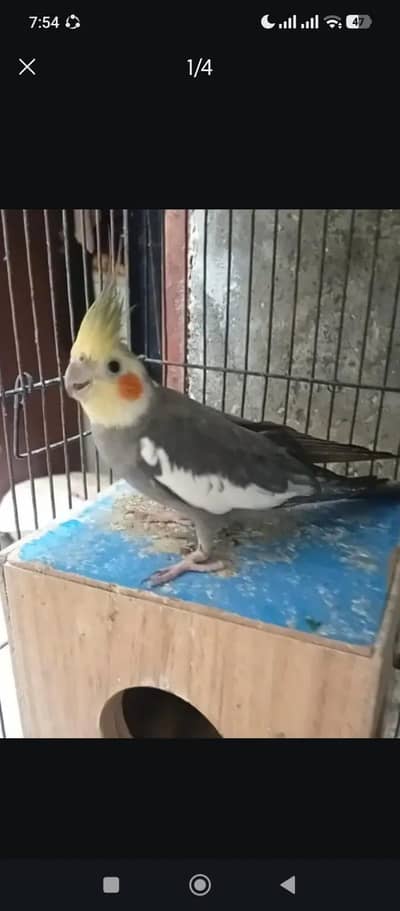 cocktail parrot pair for sale or ek male 03230436004