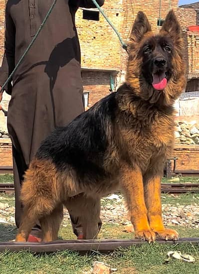 German Shepherd long coated female come from breeder for sale