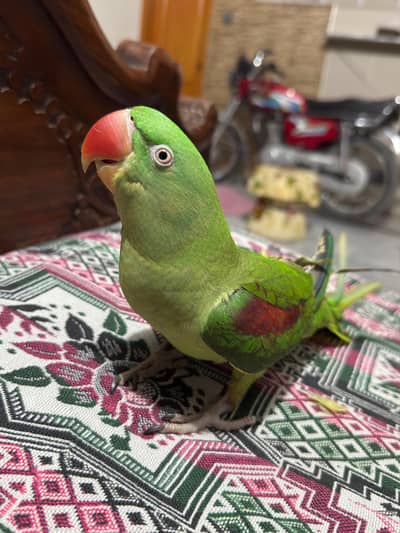 my WhatsApp number 03105783034