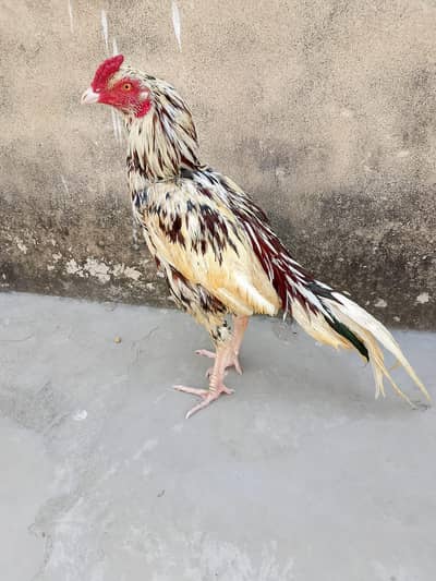 Aseel Miyawali Roaster for sale Contect 0312-0542728