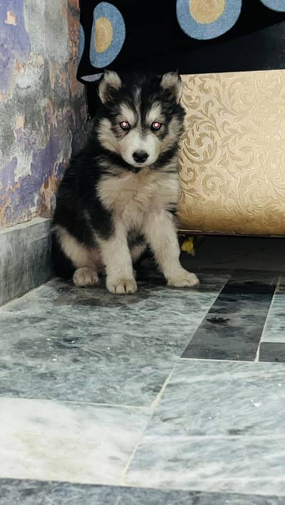 siberian Husky puppies wholly coated