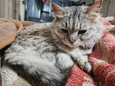 Azmat colony jauharabad