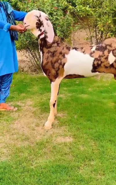 shera printer qurbani ke liye Bakra for sale. 03277885782