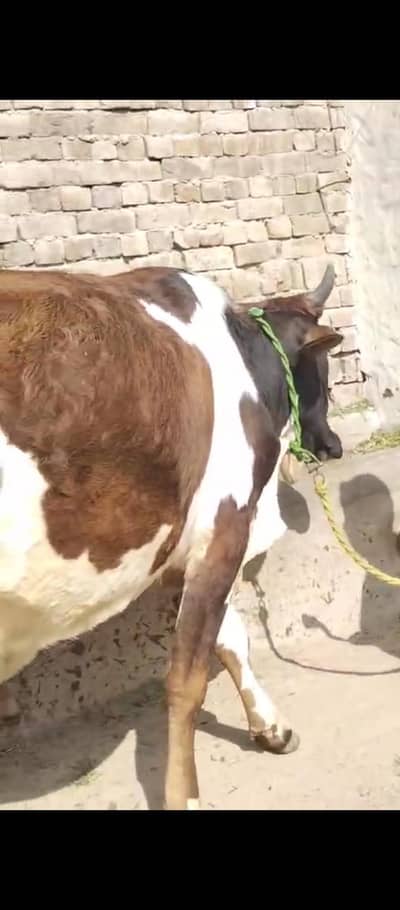 jurcy cross cow with wachi