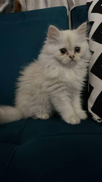 Perisan Cat ( Female)