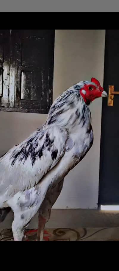 ASEEL MURGA FOR SALE URGENT