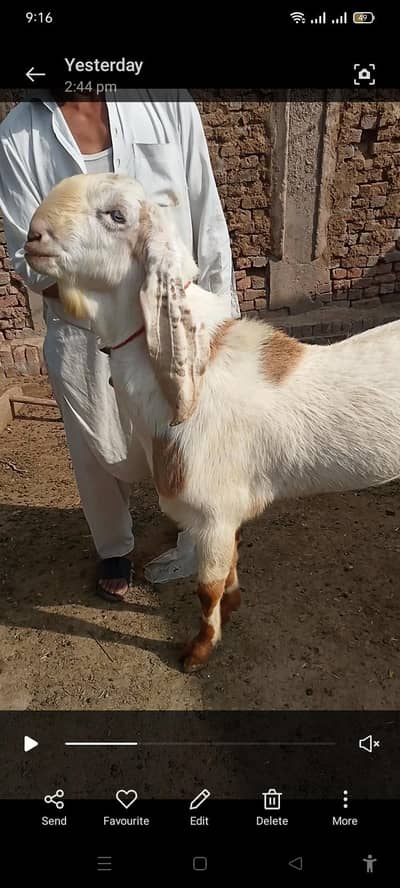 rajanpuri desi betal crass