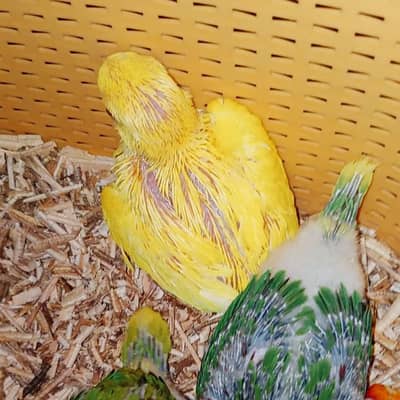 raw ringneck  yellow Pahari chicks self talking tame all parrots birds