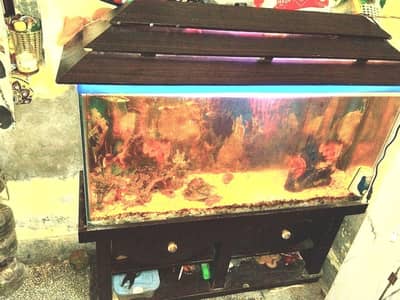 Fish Aquarium (0312 4519351)