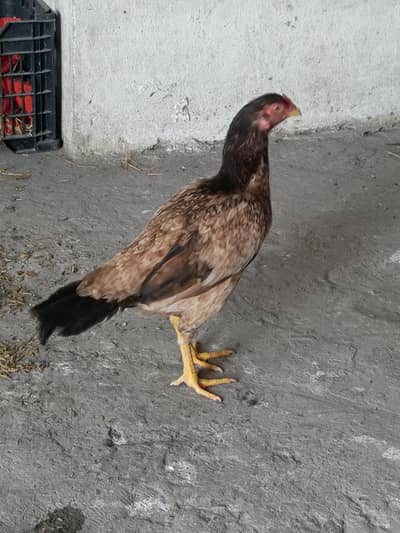 amrohi cross mianwali Madi