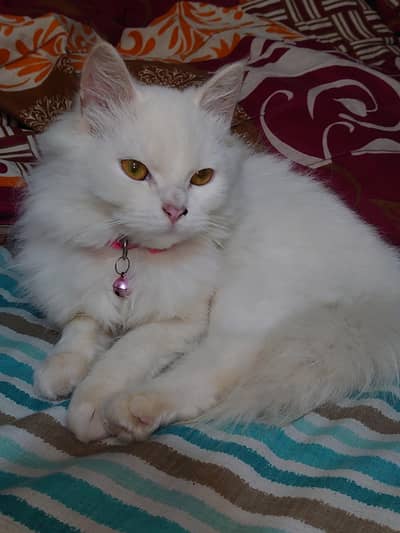 White Persian Female Cat