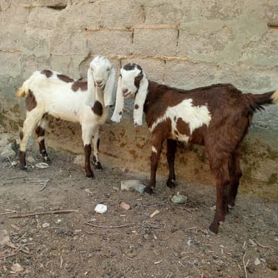 bakri ke Bache for sale price 80