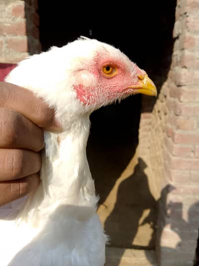 thai female in white colour