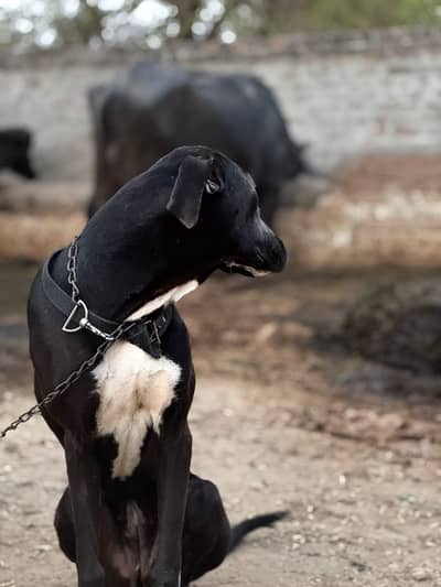 Bully dog 6 mahine umr hai. Ghr Mei pali hoi hai.