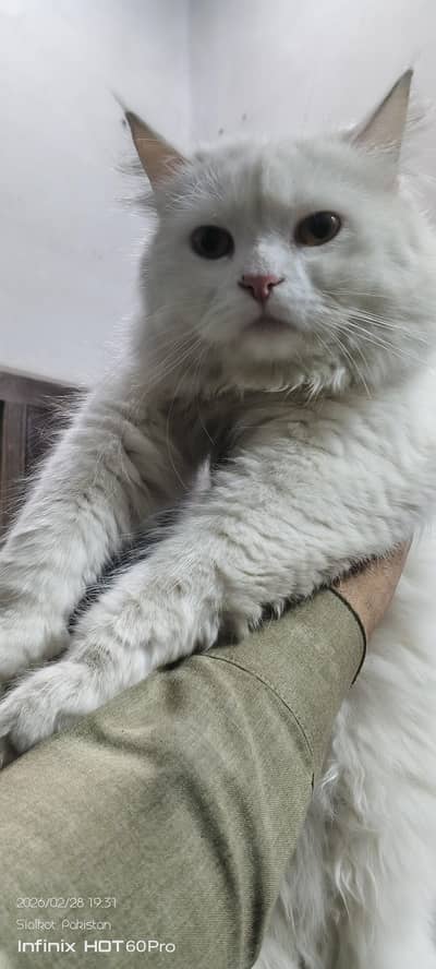 parsion male cat double coat