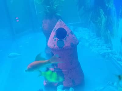 equriem or fish dono hai