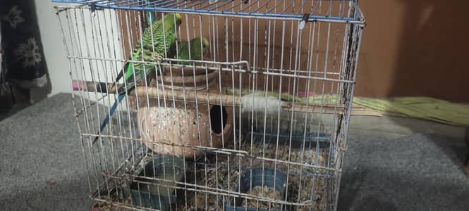 Parraots for sale with cage