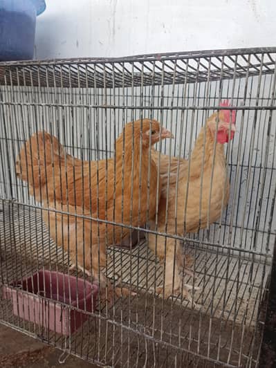 Golden Heavy Buff Aseel Pair