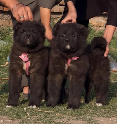 Premium Quality Black Chow Chow Puppies - Face