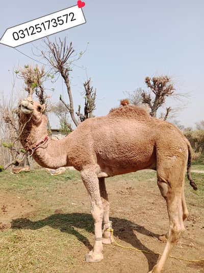 Camel for sale Contact 03125173572