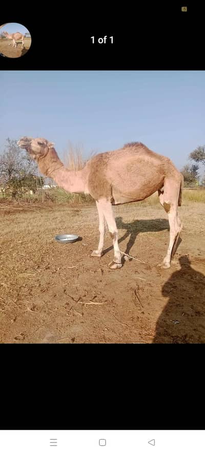 All types of camels available