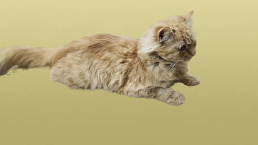 Persian cat light brown colour nb 03114434722