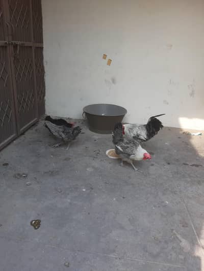 1 Male 3 female  for sale