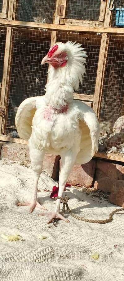 Heera aseel trio set full breeder