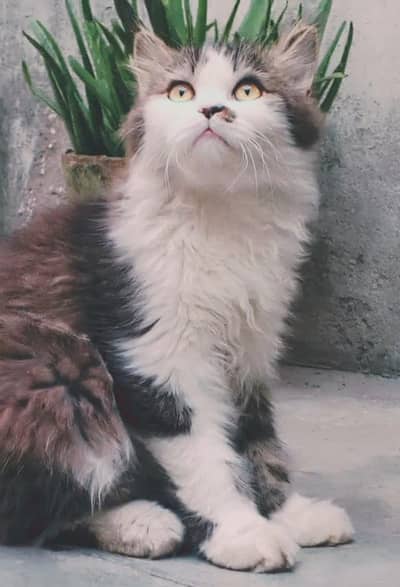 Adorable two Healthy Persian Cat Pair – 7 Months – Urgent Sale