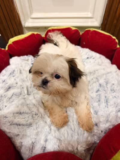 Shihtzu dogs / Shihtzu Female / Top Qiuality