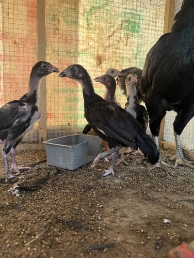 Lasani aseel murgi with 5 aseel chicks