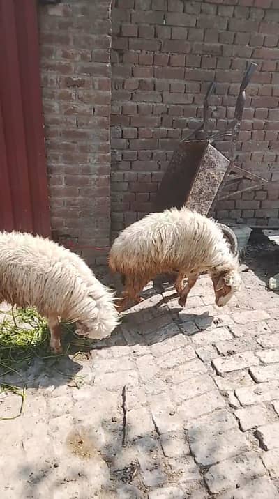 turkey zero size dumba