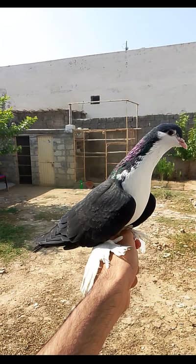 فل ہینڈ ٹیم برڈ بلیک شرابی فار سیل