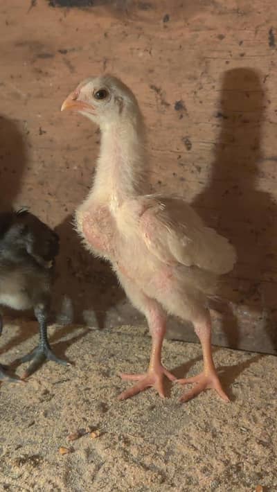 pure White shamo male