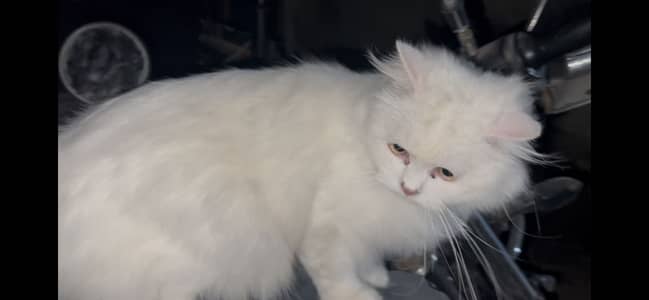Pure Persian Triple Coated Cat for Sale – Healthy & Home Raised