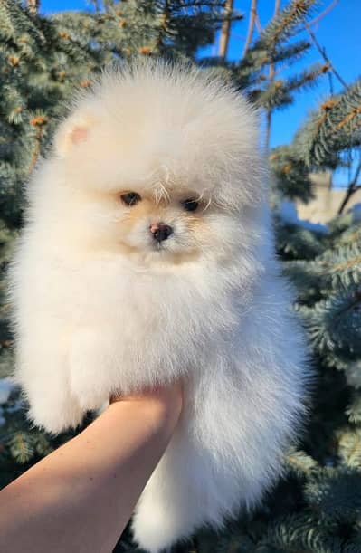pomeranian male and female dog for sale