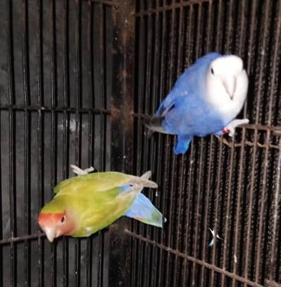 albino redeyes 3breder pairs